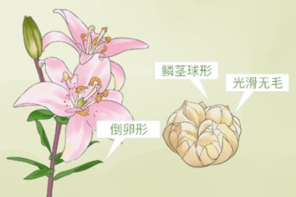 小暑什么花开