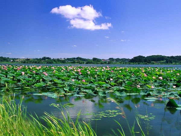 水生植物景观效果