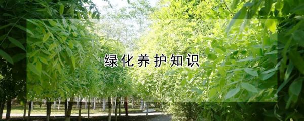 绿化养护知识