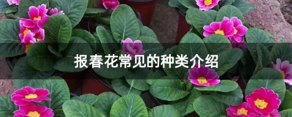 报春花常见的种类介绍