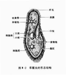 草履虫的形态结构