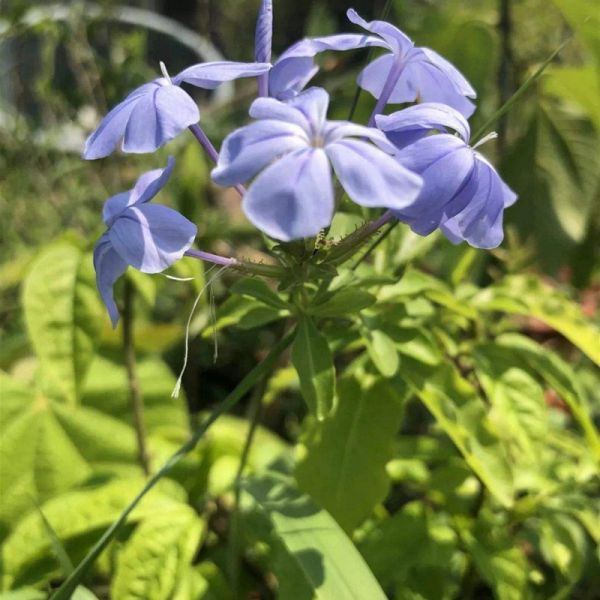 蓝花亚麻