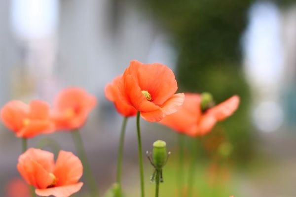 盆花什么季节修剪（盆花修剪的最佳季节）