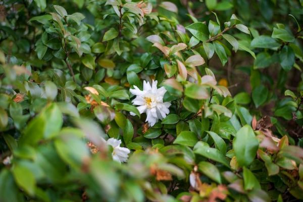 盆花什么季节修剪（盆花修剪的最佳季节）