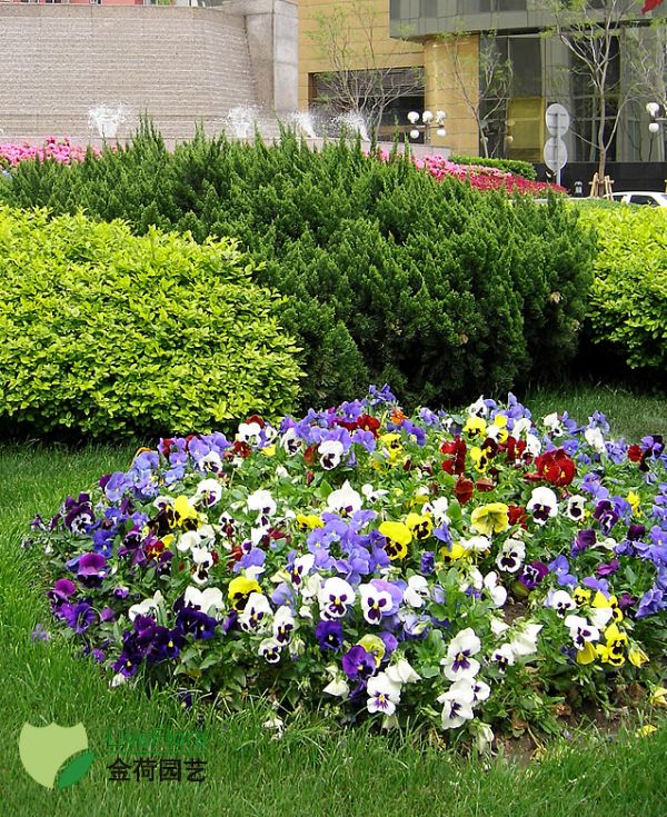 三色堇 人面花、鬼脸草花（1）