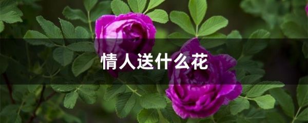 情人送什么花