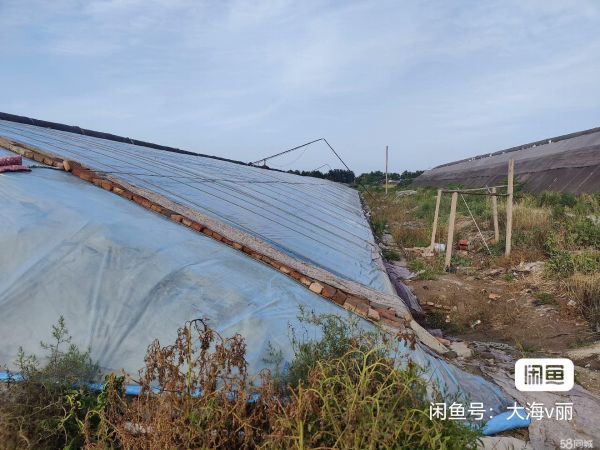 寿光园林花卉·寿光古城两个温室大棚转让