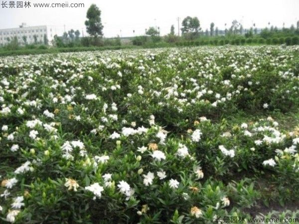 栀子花种子发芽出苗图片