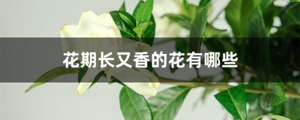 花期长又香的花有哪些