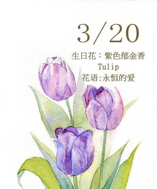 生日快乐的花语——以康乃馨为主题的祝福（传递温馨祝福的康乃馨花语）