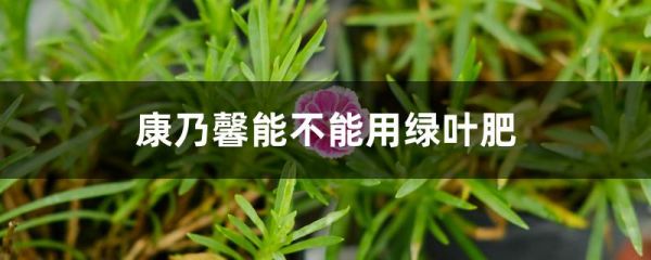 康乃馨能不能用绿叶肥