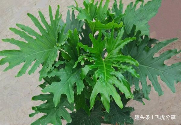 给花换盆、移栽、插扦时用点小技巧,植株分分钟生根发芽!