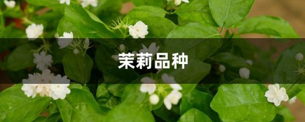 茉莉品种