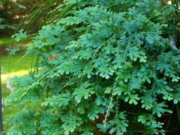 适合悬挂在窗台上的8种吊盆植物，还能孕育迷人的花朵