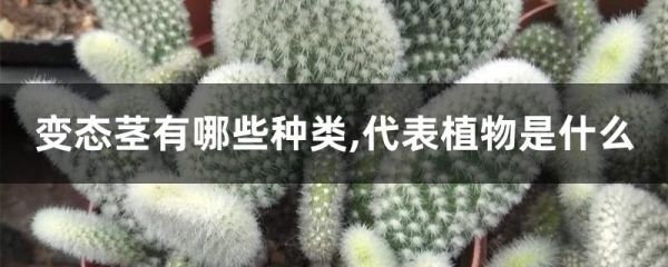 变态茎有哪些种类,代表植物是什么