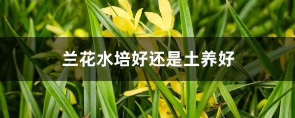 兰花水培好还是土养好