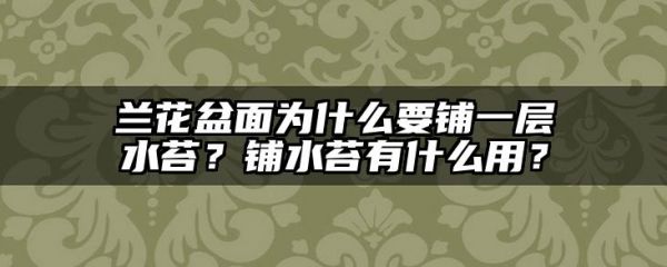 兰花盆面为什么要铺一层水苔？铺水苔有什么用？