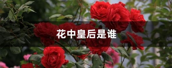 花中皇后是谁