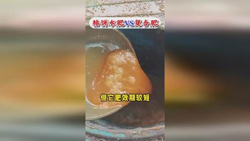 一个视频告诉你柑橘施肥是发酵枯饼水肥好还是使用复合肥好