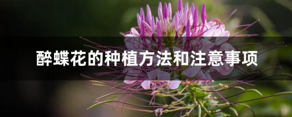 醉蝶花的种植方法和注意事项