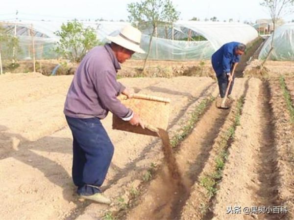 中微量元素肥施用大全！（建议收藏）