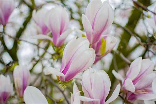 晒干玫瑰花(晒干玫瑰花瓣可以做什么)