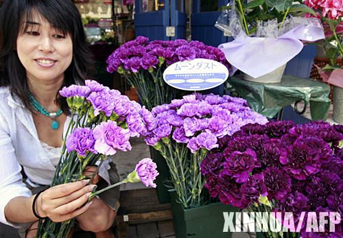 5月9日，日本东京街头一家花店的店员展示名为“月球尘埃”的罕见蓝色康乃馨。这种康乃馨由日本和澳大利亚的公司联合开发，随着母亲节的临近开始投放市场。