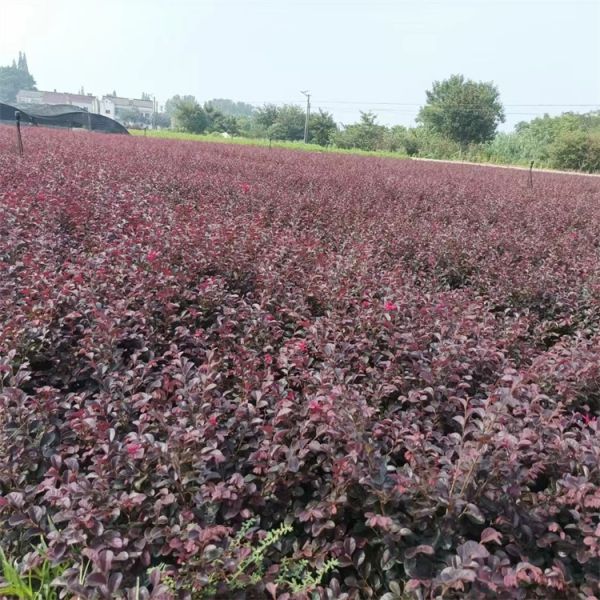 营养杯苗杜鹃花、毛娟、春娟、夏娟、红花檵木钵苗