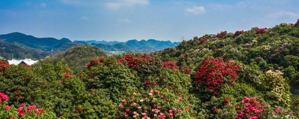 摄图网_501575283_banner_贵州百里杜鹃景区（企业商用）.jpg