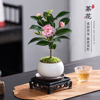 香妃茶花树苗盆栽植物室内阳台山茶花苗好养易活花卉盆栽绿植盆景