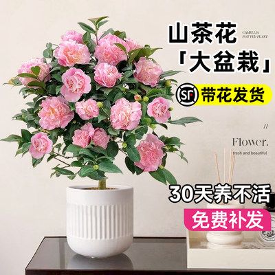 茶花盆栽香妃山茶花树苗四季开花卉带花苞五色赤丹室内阳台绿植物