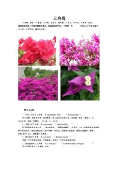 花卉百科三角梅(叶子花)