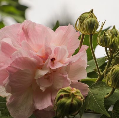 木芙蓉