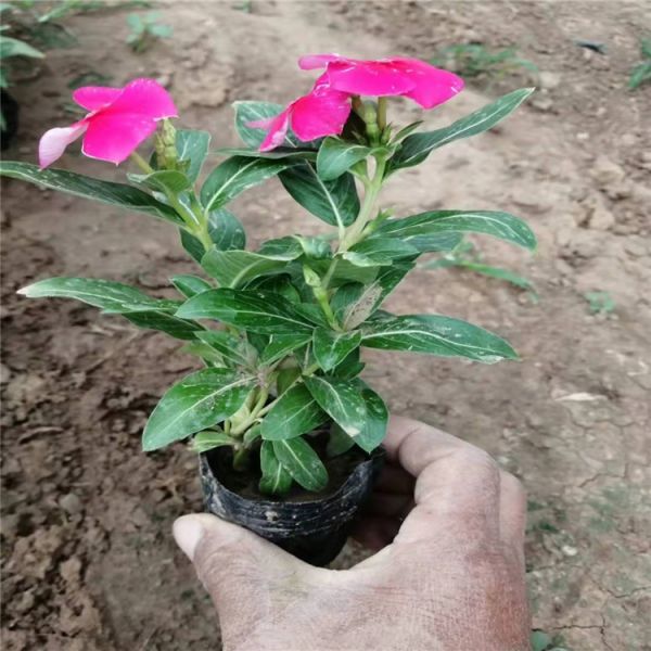 长春花苗 草花天天开 长春花花海苗 花海种业