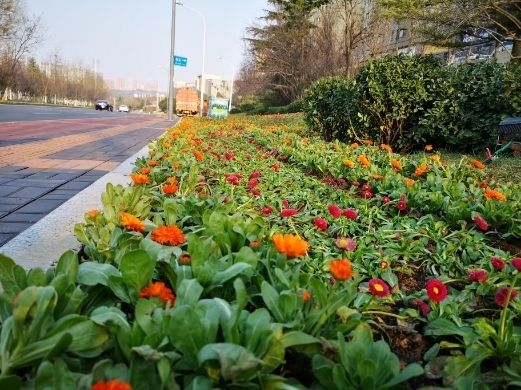 栽植“地被福禄考”、郁金香，济南春季城市道路绿化美化全面展开