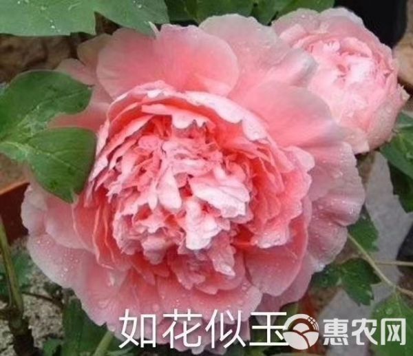 观赏牡丹 菏泽花农自产自销正宗菏泽、芍药，品种保证，假一赔万！