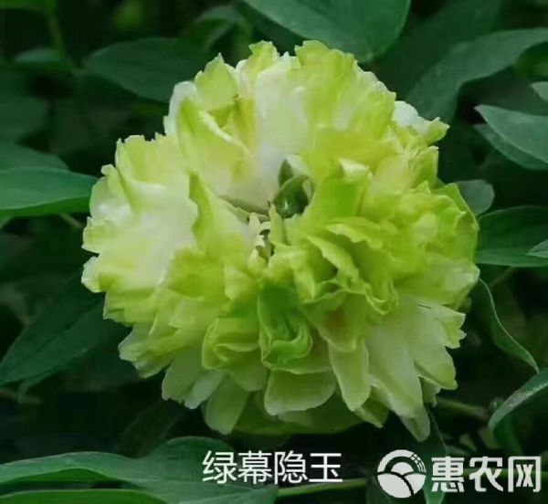 观赏牡丹 菏泽花农自产自销正宗菏泽、芍药，品种保证，假一赔万！