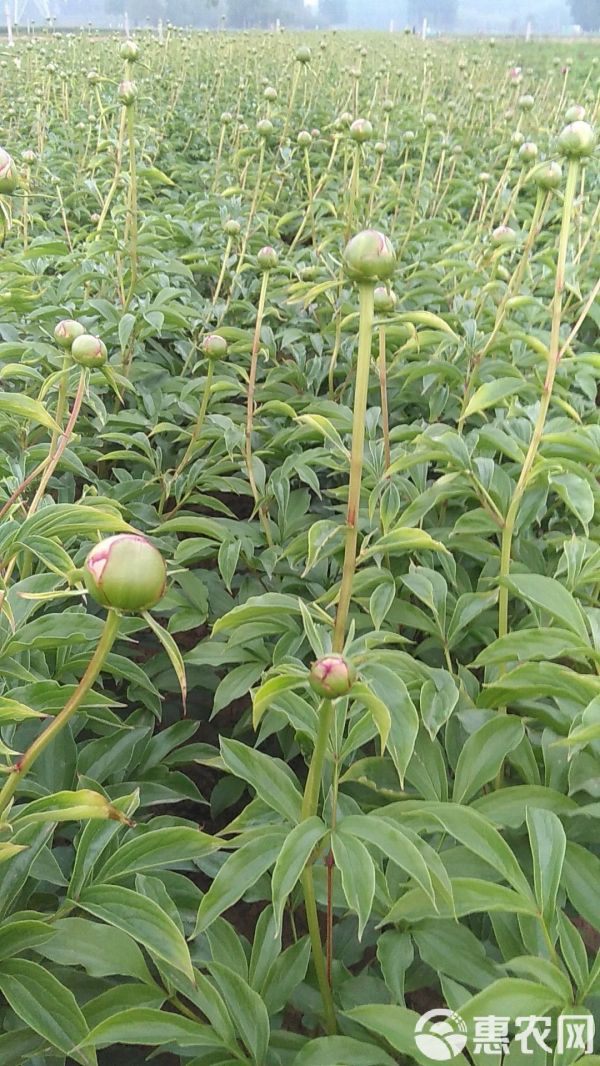 观赏牡丹 菏泽花农自产自销正宗菏泽、芍药，品种保证，假一赔万！