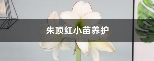 朱顶红小苗养护