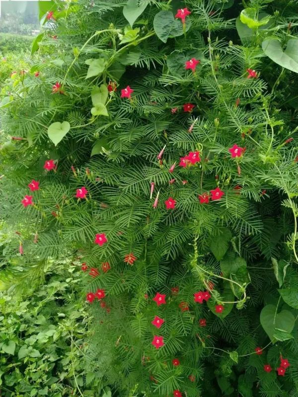 成都绿之艺园林：庭院花园这8种常见爬藤植物，你喜欢哪一种