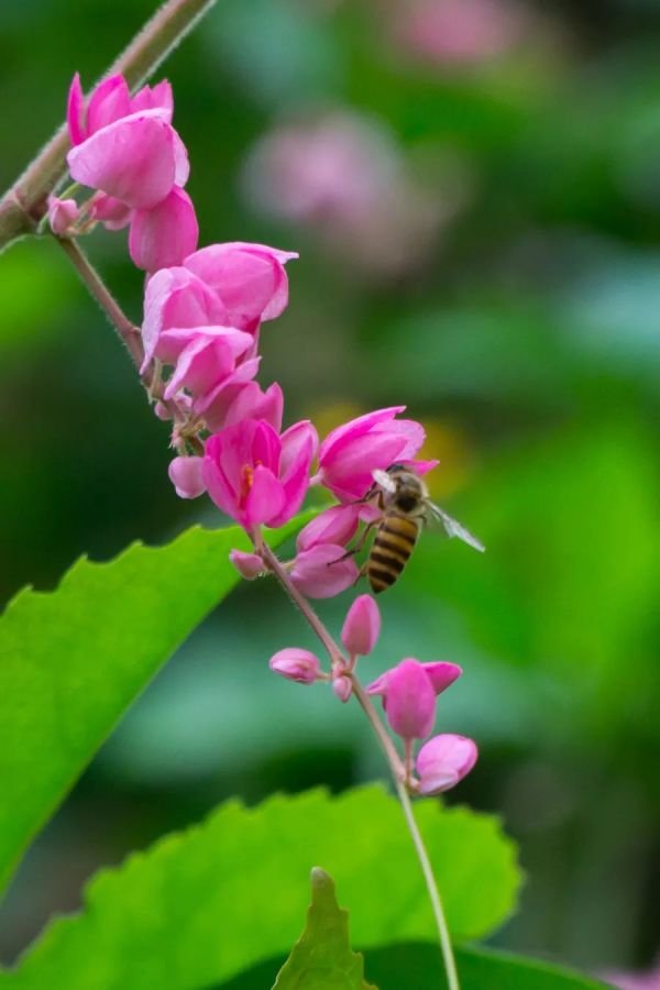 成都绿之艺园林：庭院花园这8种常见爬藤植物，你喜欢哪一种