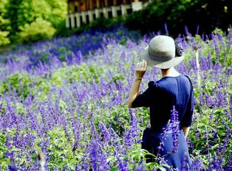 薰衣草的习性及园林景观用途_薰衣草繁殖培育方法