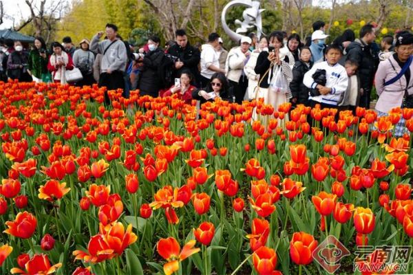 2月12日，昆明市翠湖公园郁金香争相盛放，五彩缤纷的花朵随风摇摆迎接着来自全国各地游客的到来。