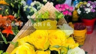 云南哪里可以买到干花