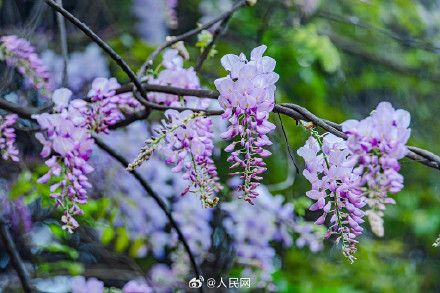 美！紫藤花盛放太浪漫