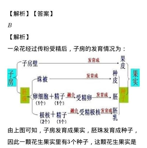 罗汉松扦插的时间和方法详解（春季适合扦插）