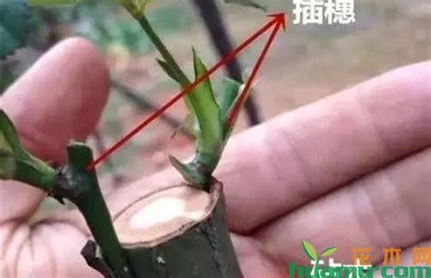 什么植物可以嫁接