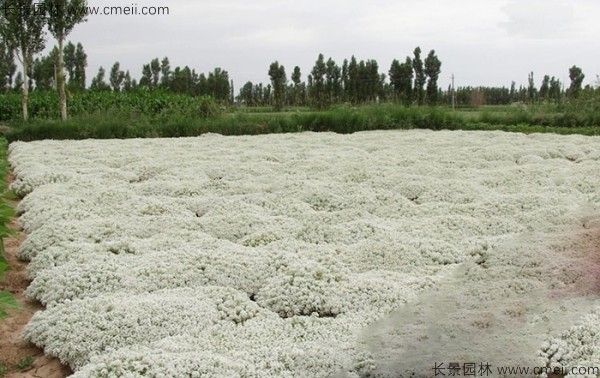 香雪球种子发芽出苗开花图片