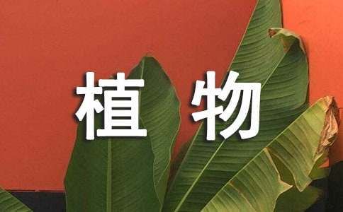 多肉植物的作文300字（通用37篇）