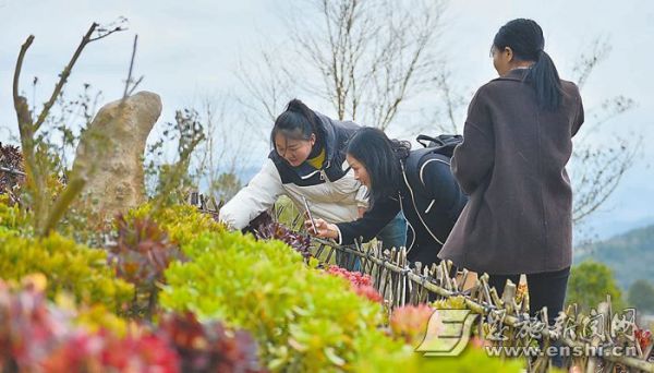 游客正在观赏多肉植物。